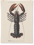 LOBSTER PRINT TEA TOWEL
